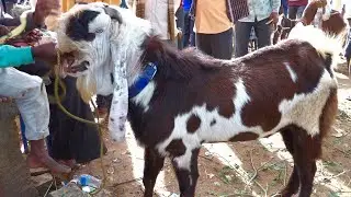Big goat Jamunapari male  price 48000, rojarnahalli sheep market.