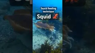 &ldquo;How Squid Eat: Incredible Underwater Feeding Footage&rdquo;