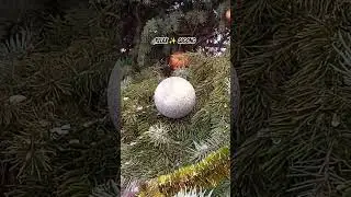 Qi Gong ☯️ Tai Chi Tao ❄️Winter  #Christmas ✨ & 🎄 #NewYear2026  Morning  #StreamForest