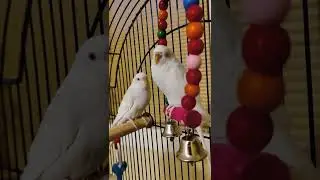 Bird Heater gets 5 stars!⭐⭐⭐⭐⭐🕊️🕊️