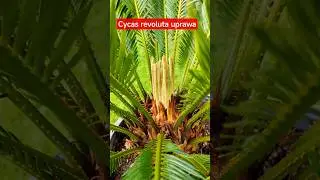 🌱⚡ Trochę o uprawie cykasa. #cycas #revoluta #uprawa #podlewanie #nawożenie #ż&oacute;łkną #liście