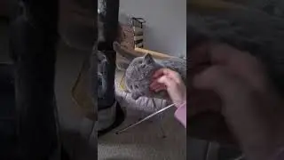 #cat #видосыоткота 