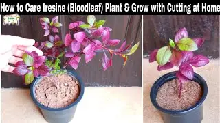 How to Care Iresine (Bloodleaf Plant) & Grow with Cutting at Home by Gardening Zone