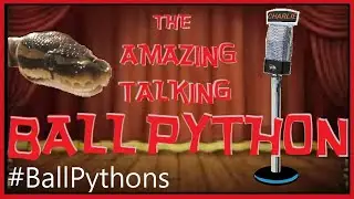 Charlie   The Amazing Talking Ball Python   Funny animals, #BallPythons, #Reptiles