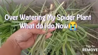 How to Save Over Watering Spider Plant 😔/overwatering my spider plant 💧🪴