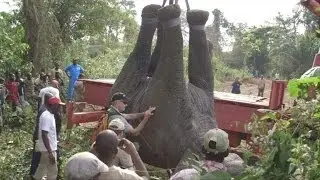 Lebensgefährliche Rettungsaktion für Wald-Elefanten in Afrika