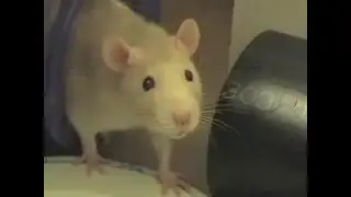 My cute & happy pet rats