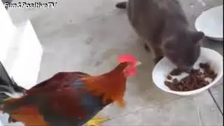 Top Funny Rooster Videos Compilation 2018 BEST OF