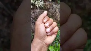 I have a metallic jumping spider #insects #spider #nature #acapella #music