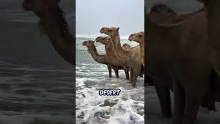 Camels Don&rsquo;t Store Water in Their Humps #animals #wildlife #shorts
