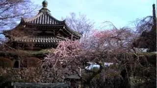 Visit Japan!