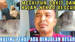 Astaghfirullah, Kucing Jalanan Perutnya Ada Benjolan Besar Butuh Pertolongan 😥😭🤲🙏