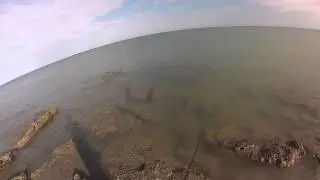 Quick fish before work paying dividends. (Lee Point, NT)