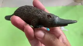 Animal Toys Collection/Birds/Australian animals