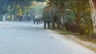 • Wild Elephant Warning Moment | Don’t Get Too Close!