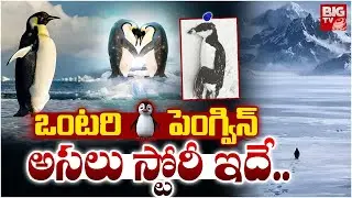Real Story Behind The Viral Penguin | Penguin Walking Alone Video | ఒంటరి పెంగ్విన్ అసలు స్టోరీ