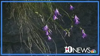 Rare flower found in Meigs County