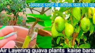 अमरूद का पौधा एयर लेयरिंग से कैसे बनाएं |100% सफल तरीका |Guava Air Layering 🌿air layering fruit 🍑