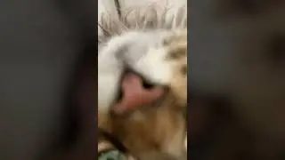 She purrs so loud 🤭 #cat #cute #fluffy #meow #tabbycat #purr #kitty