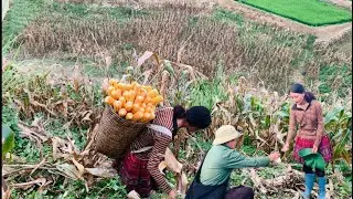 Orphaned girl tiểu xanh, working as a corn husker to earn money to support her life