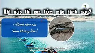 Bệnh c&ograve;i MBV tr&ecirc;n T&ocirc;m - DA23TSA - TVU