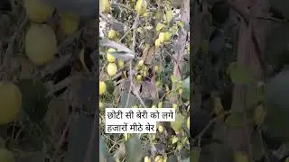 Apple Ber Indian Jujube in Our Kitchen Garden #shorts