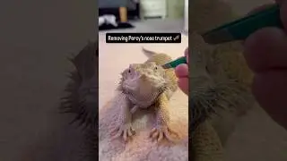 Removing Percy&rsquo;s nose shed! He was shocked 🤣 #percy #new #cute #beardeddragon #shorts