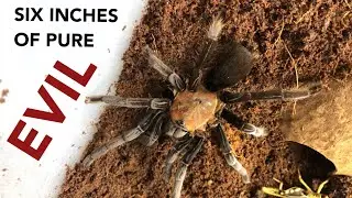 The Spider Shop UK - UNBOXING