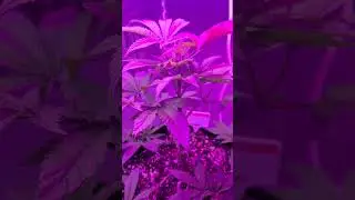 straw guava #sativa #indoor cannabis grow