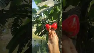 Cute Baby Very funny 🐩🐕🐶🥹#funny#dog #dogs #doglove #alone #sad #chocolate#funnyvideo