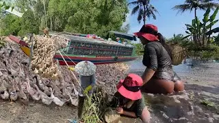 Full Video: Girl Helps Team Load Thousands of Ducks Onto Train &ndash; Amazing Farm Life in Vietnam