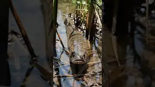 🔥 Fist Bite Baitt  Bream Proof Rig 234 2K - You Won't Believe This! ✨