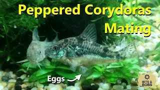 Peppered Corydoras Spawning