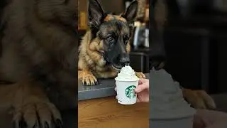 He takes his coffee breaks very seriously. #germanshepherd #germanshepherdlove #gsd