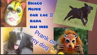vlog - 7 | Wow nice Prank ! Tiger mask prank on my dog | Funny reaction  😜 | @MyDogCutiePie