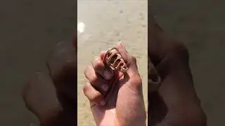 I found this disgusting but beautiful shell on Wandoor beach #andaman #vacation #beach #lifestyle