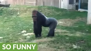 Gorilla runs upright like a human