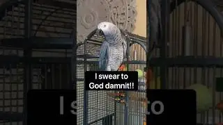 Some of Gizmo&rsquo;s best LOL Moments 😂
