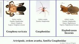 Artr&oacute;pode, ordem aranha, fam&iacute;lia Gnaphosidae arthropoda arabica pubescens opaca bicornis Gnaphosa