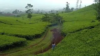 trabas santai di perkebunan teh Dalan Anyar blembem wonosobo #dalananyar #trabas #wonosobo
