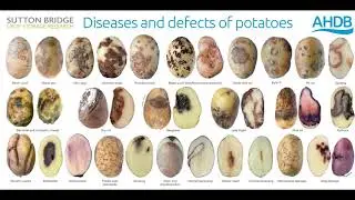 Potato Storage Post CIPC: Store loading and drying advice