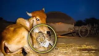 Every Night the Leopard Visited the Cow &mdash; People Were Shocked When They Learned Why