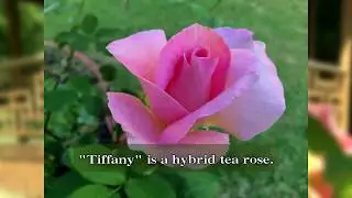 Hybrid Tea Rose, Tiffany - Slide Show Poem