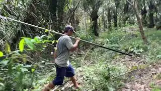 Farmer daily life || How to harvesting palm oil eps. 19