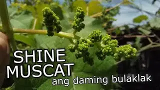 Successful Pruning | Shine Muscat in the Philippines