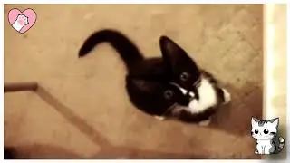 A Kitten Named Skitz