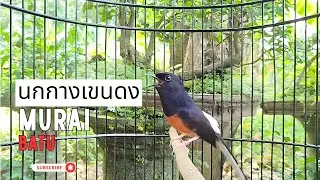 นกกางเขนดงของอินโดนีเซีย #นกกางเขนดง #นกบินหลาดง 