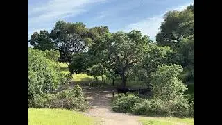 Exploring Taylor Mountain Regional Park, Sonoma County, CA (4/30/2023 - Part 1)