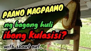 Paano magpa amo ng bagong huling ibong Kulasisi?@BradakSniper with MLSO