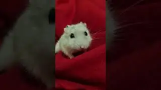 I feed a hamster from the palm of my hand
